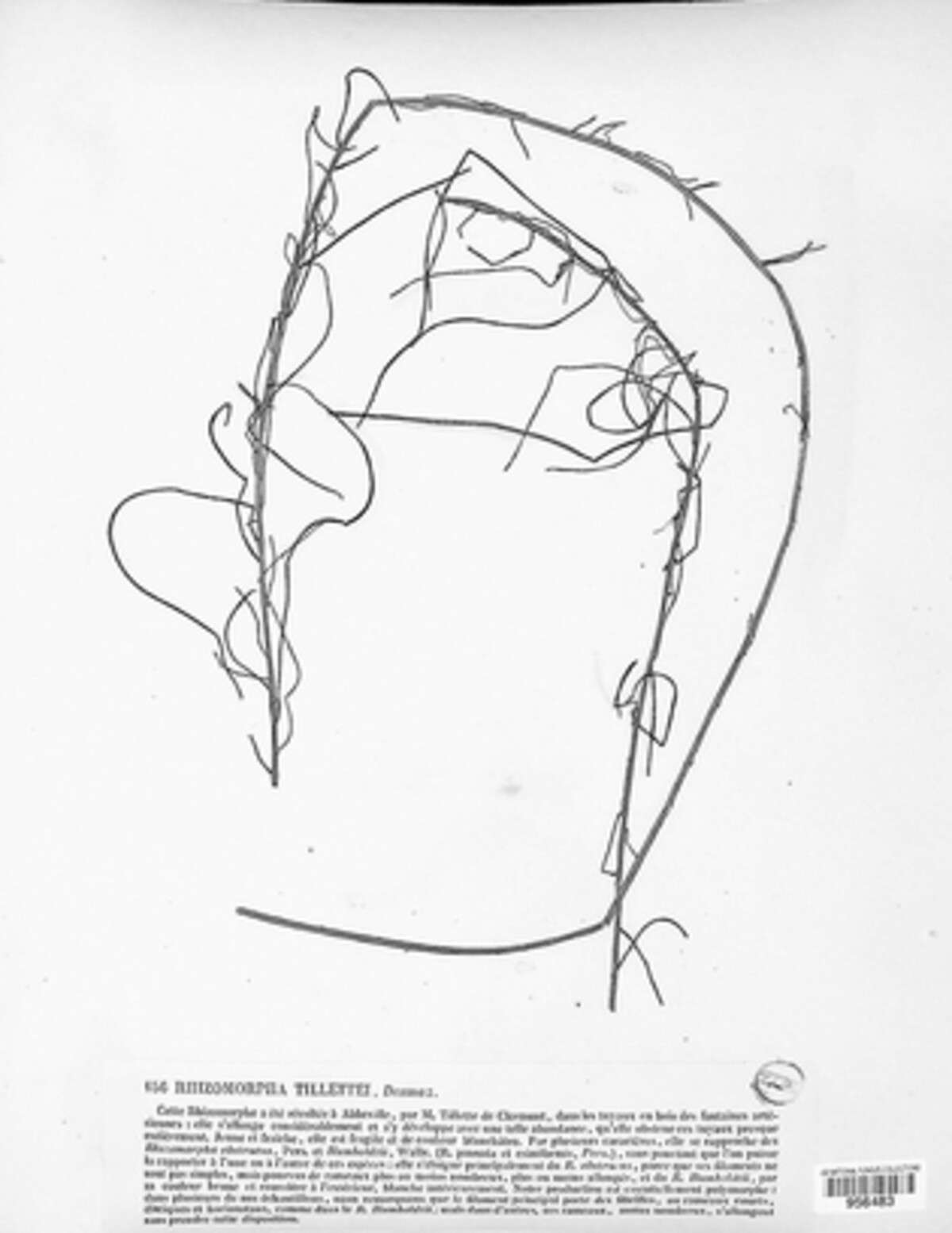 Rhizomorpha tillettei image